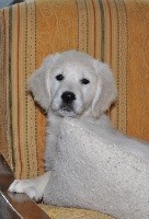 CHIOT