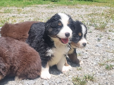 CHIOT 5