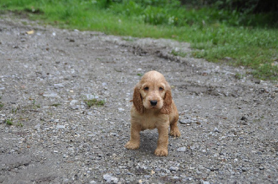 CHIOT 3