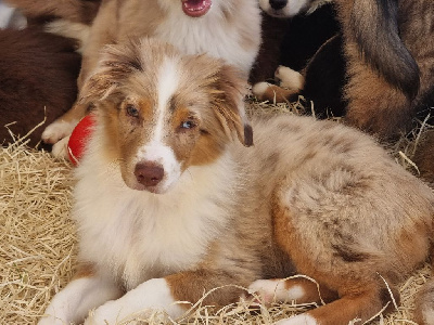 CHIOT 10