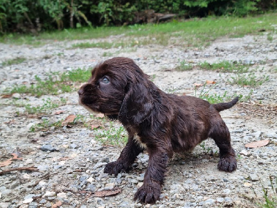 CHIOT 5 choco