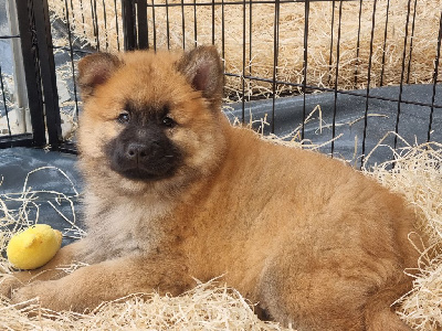 CHIOT 1