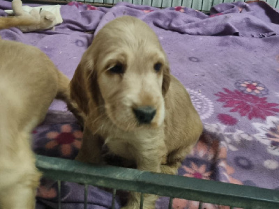 CHIOT 6