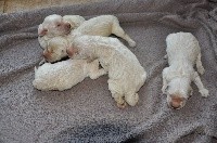 CHIOT 4