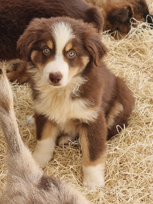 CHIOT 2