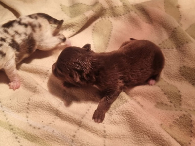 CHIOT 1