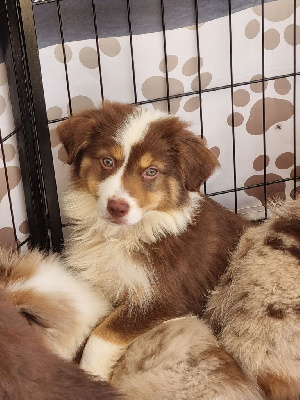 CHIOT 1