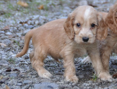 Male fauve 1