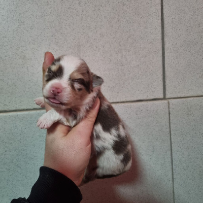 CHIOT f merle 1