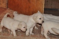 CHIOT