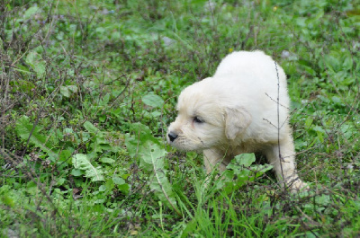 CHIOT 2