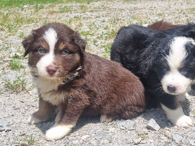 CHIOT 6