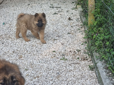 CHIOT