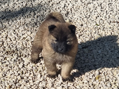 CHIOT