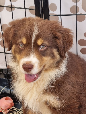 CHIOT 4