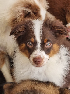 CHIOT 8
