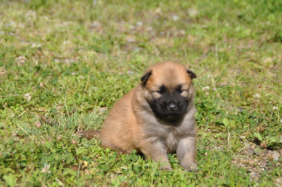 CHIOT 1