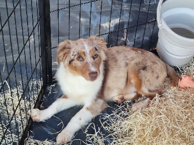CHIOT 2