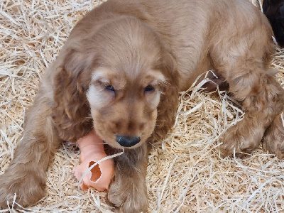 CHIOT 1