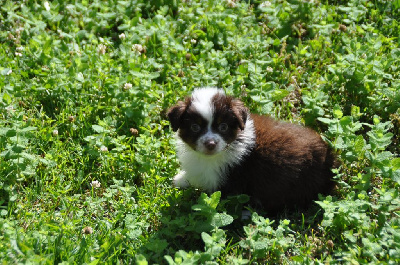 CHIOT 8