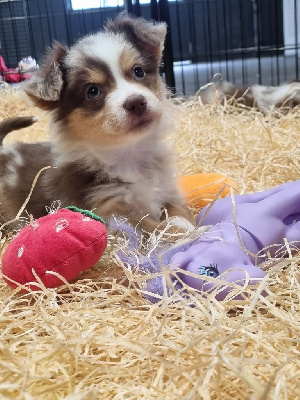 CHIOT merle 1