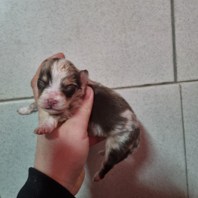 CHIOT merle 1