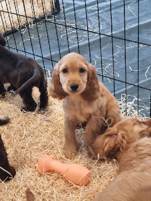 CHIOT 3