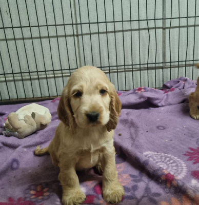 CHIOT 5