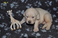 CHIOT 1