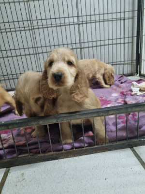 CHIOT 4