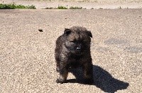 nash