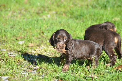 Femelle chocolat et ran