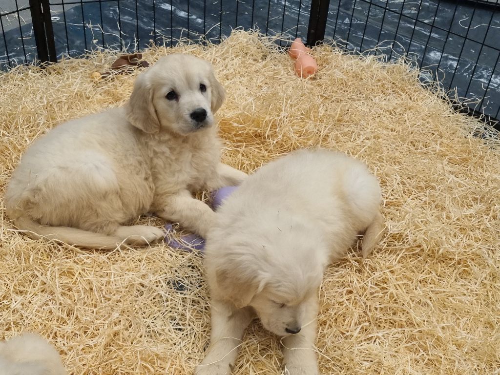 Du Souvenir De Tootsie - Chiots disponibles - Golden Retriever
