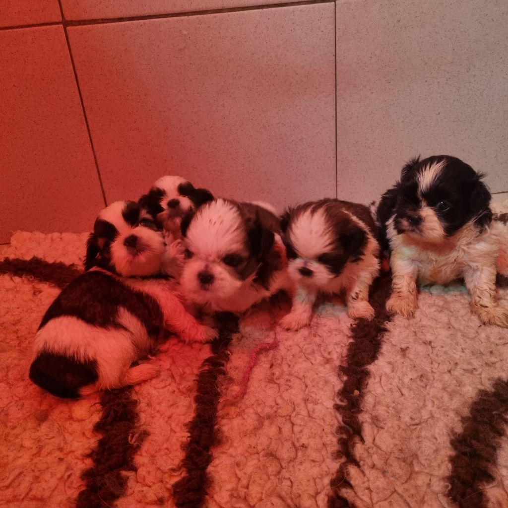 Du Souvenir De Tootsie - Chiots disponibles - Shih Tzu