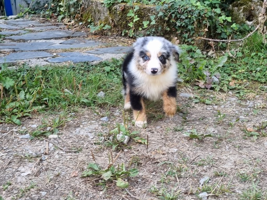 Du Souvenir De Tootsie - Chiots disponibles - Berger Américain Miniature 