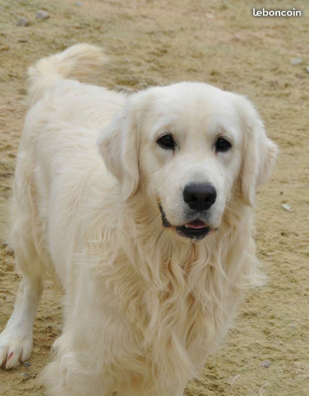 Chiot Golden Retriever Du Souvenir De Tootsie