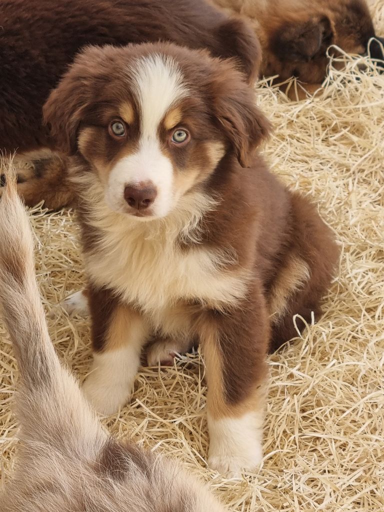 Du Souvenir De Tootsie - Chiots disponibles - Berger Américain Miniature 