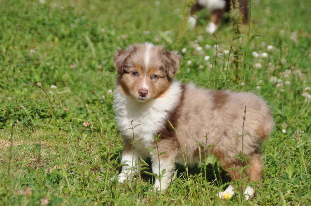 Du Souvenir De Tootsie - Chiots disponibles - Berger Américain Miniature 
