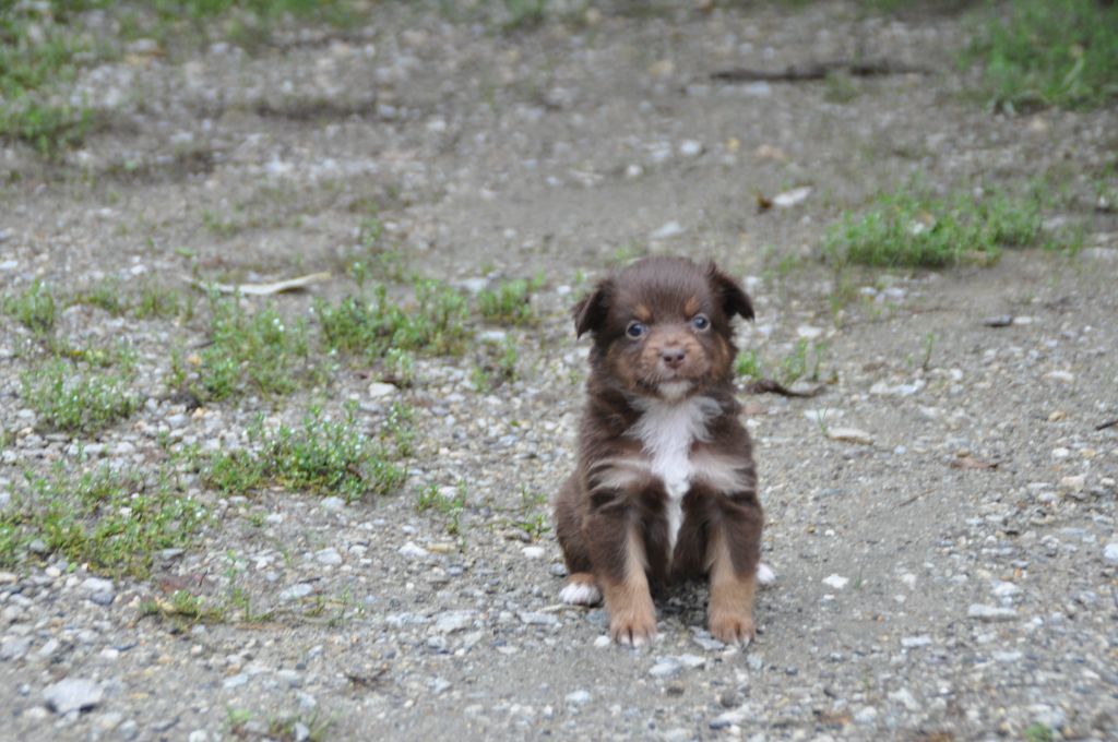 Du Souvenir De Tootsie - Chiots disponibles - Berger Américain Miniature 