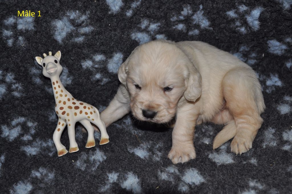 Chiot Golden Retriever Du Souvenir De Tootsie