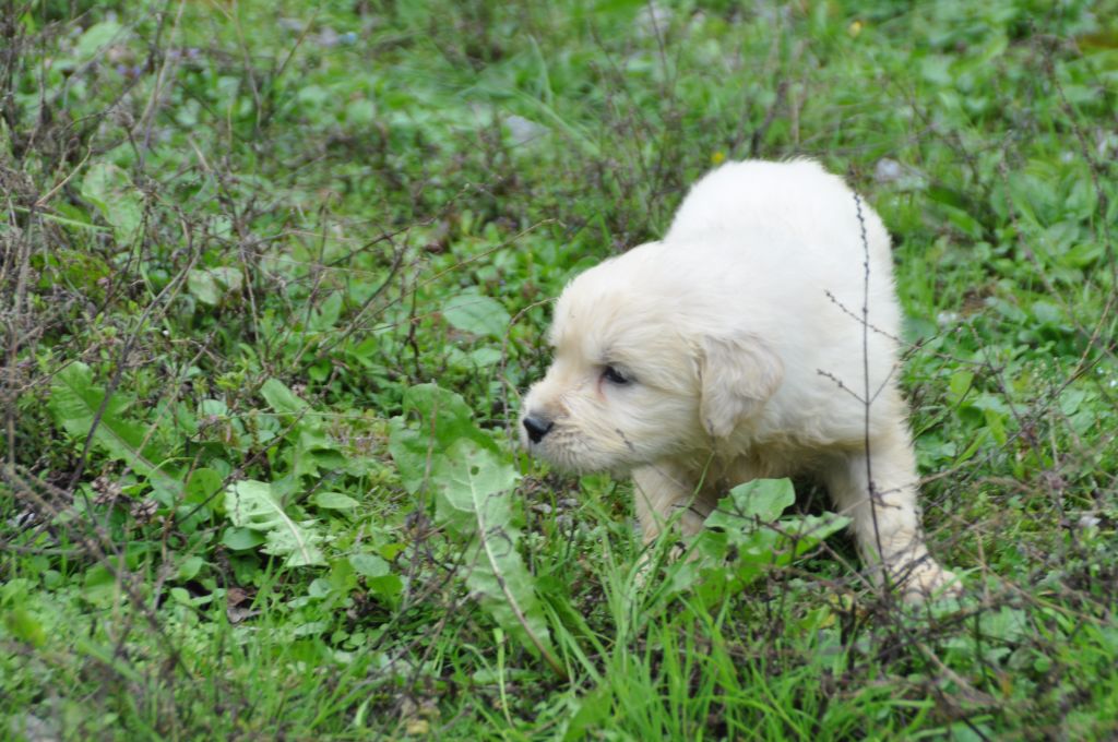 Du Souvenir De Tootsie - Chiots disponibles - Golden Retriever