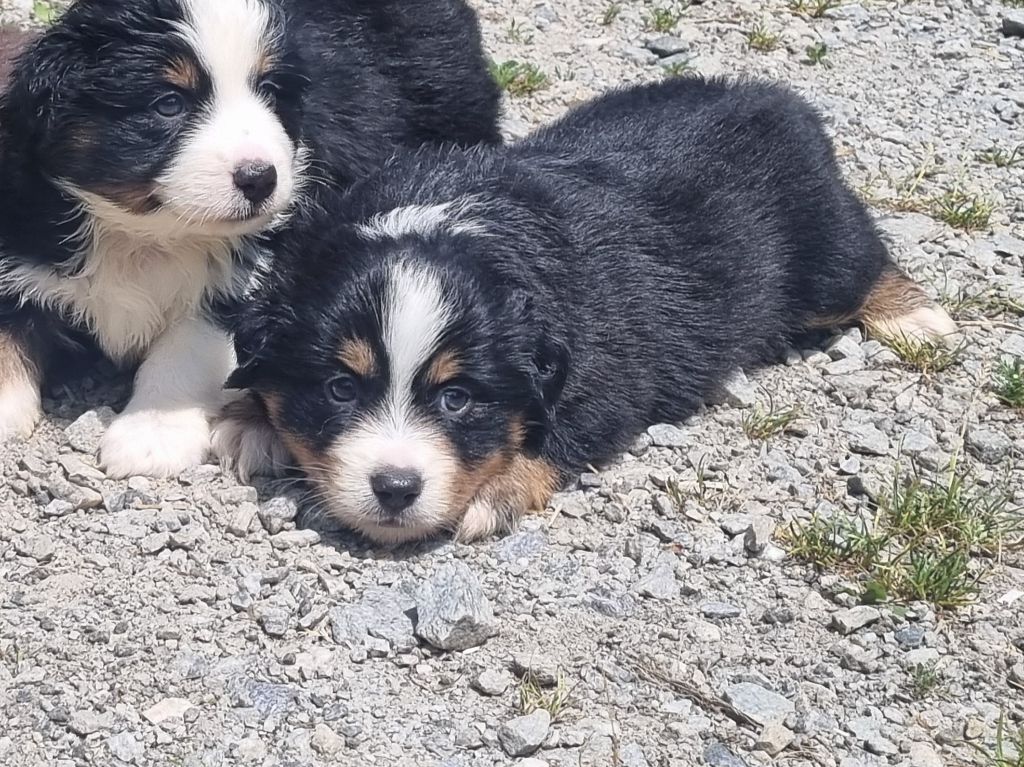 Du Souvenir De Tootsie - Chiots disponibles - Berger Américain Miniature 
