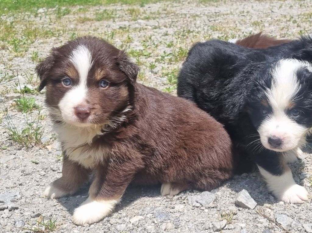 Du Souvenir De Tootsie - Chiots disponibles - Berger Américain Miniature 