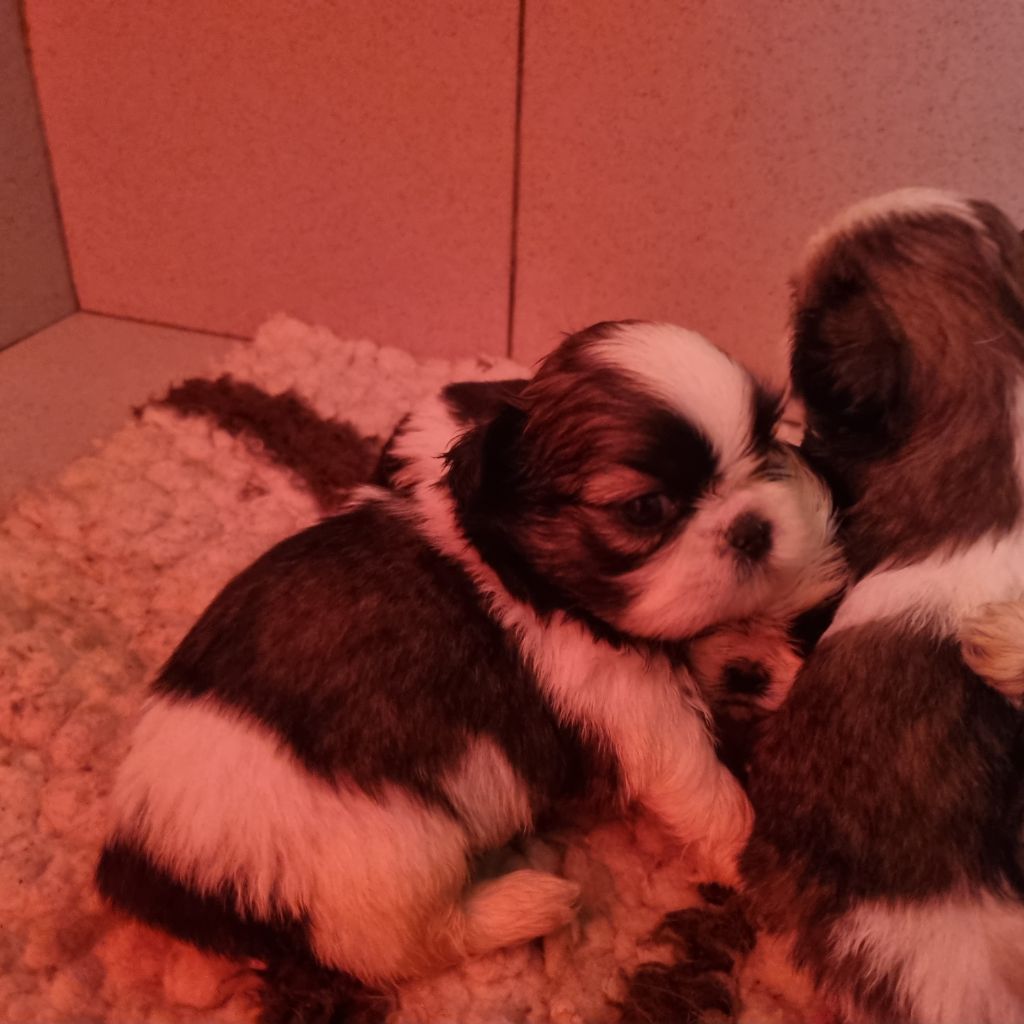 Du Souvenir De Tootsie - Chiots disponibles - Shih Tzu