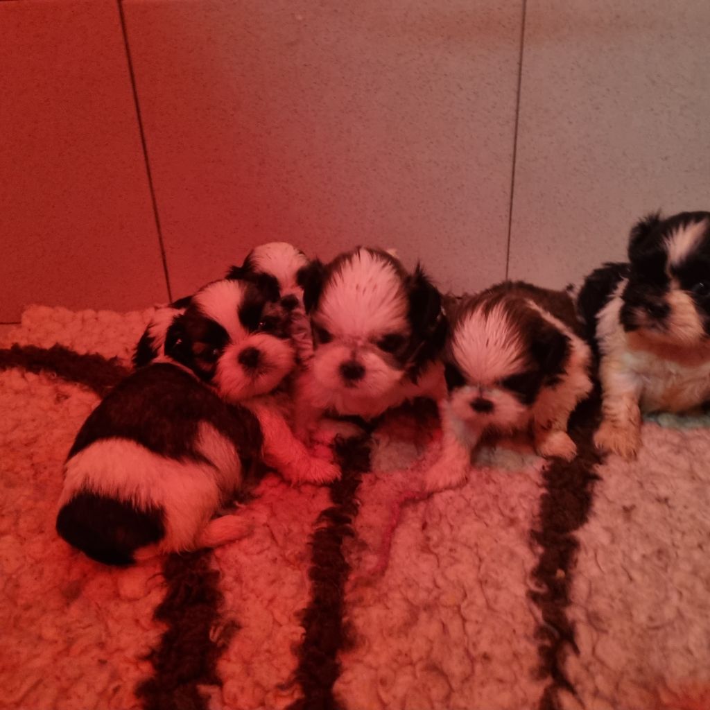 Du Souvenir De Tootsie - Chiots disponibles - Shih Tzu