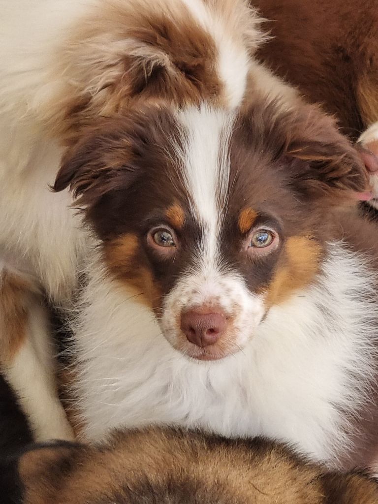 Du Souvenir De Tootsie - Chiots disponibles - Berger Américain Miniature 