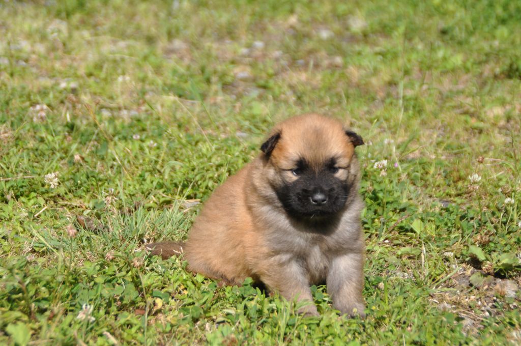 Du Souvenir De Tootsie - Chiots disponibles - Eurasier