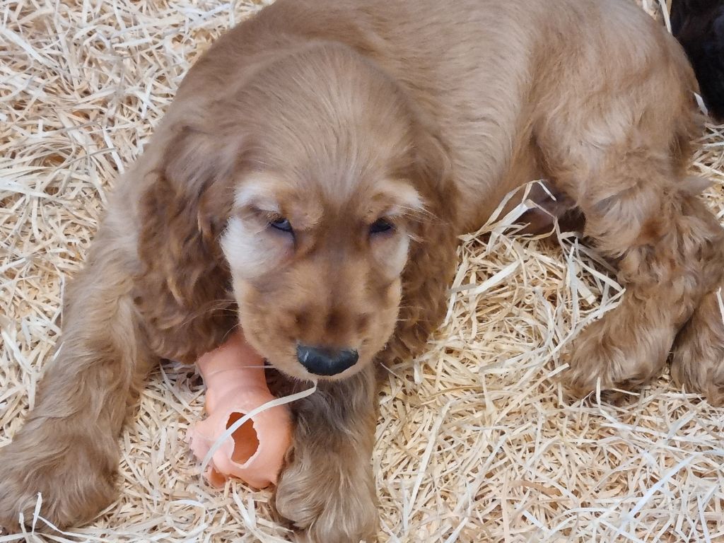 Du Souvenir De Tootsie - Chiots disponibles - Cocker Spaniel Anglais