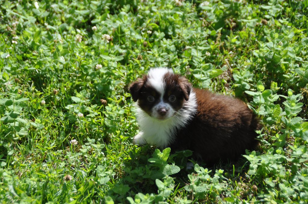 Du Souvenir De Tootsie - Chiots disponibles - Berger Américain Miniature 