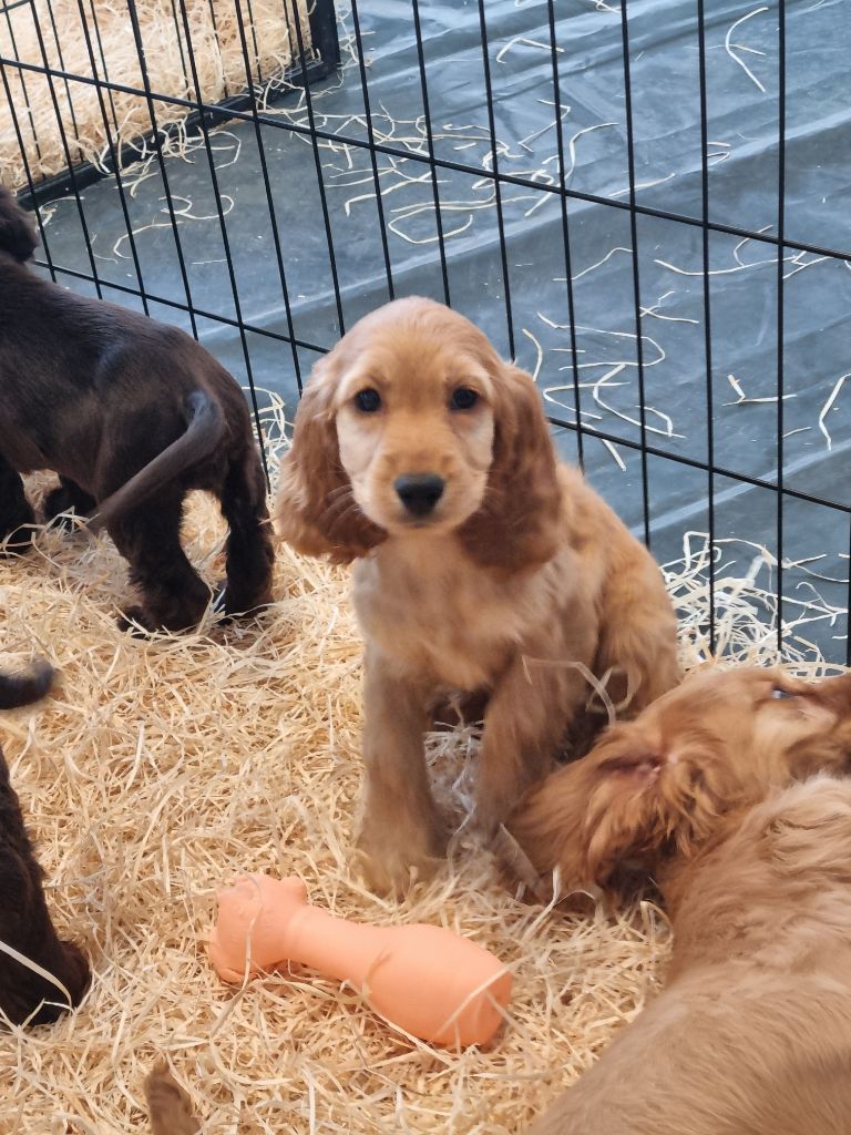 Du Souvenir De Tootsie - Chiots disponibles - Cocker Spaniel Anglais
